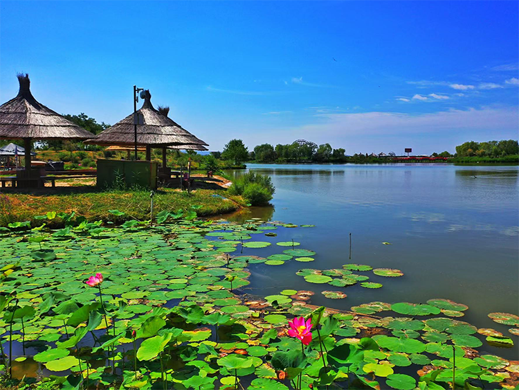 birdwatching Yinchuan