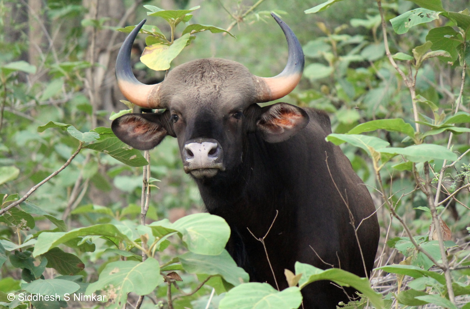Dung-based methods to estimate herbivore densities need to be replaced by more robust approaches