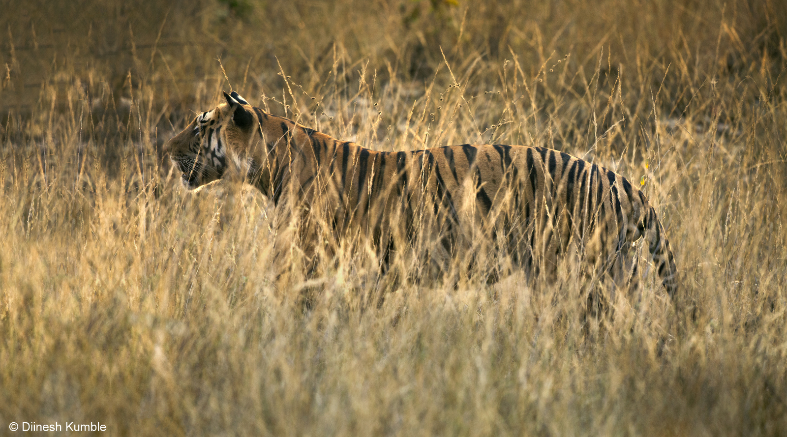 Innovative models utilizing tiger camera trap data will boost conservation success