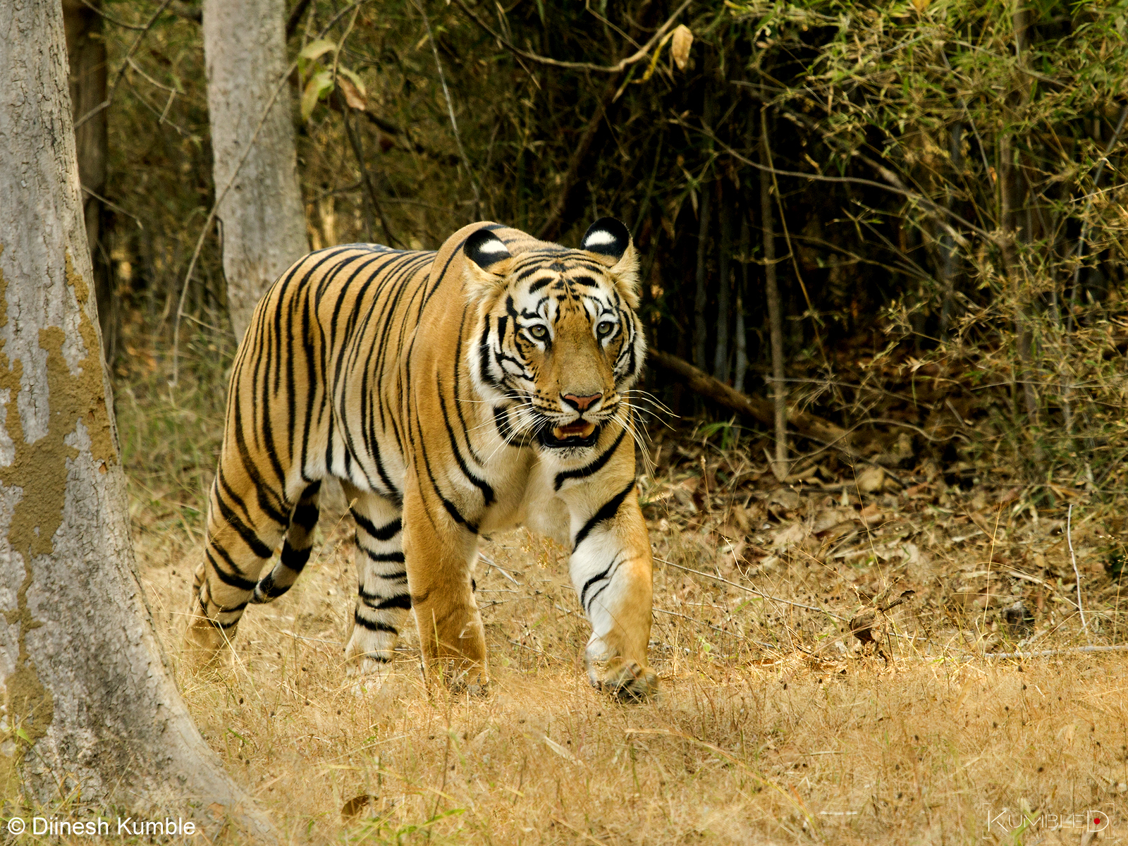 New insights on people-park relationships near Sathyamangalam – Mudumalai Tiger Reserves in Tamil Nadu