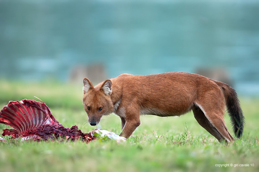 Beyond tigers: Scientists explore conservation needs of understudied carnivores