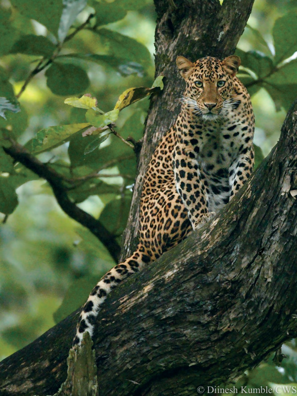 Coexisting with Carnivores: Using Media Reports to Map Leopard Occurrence Across Karnataka