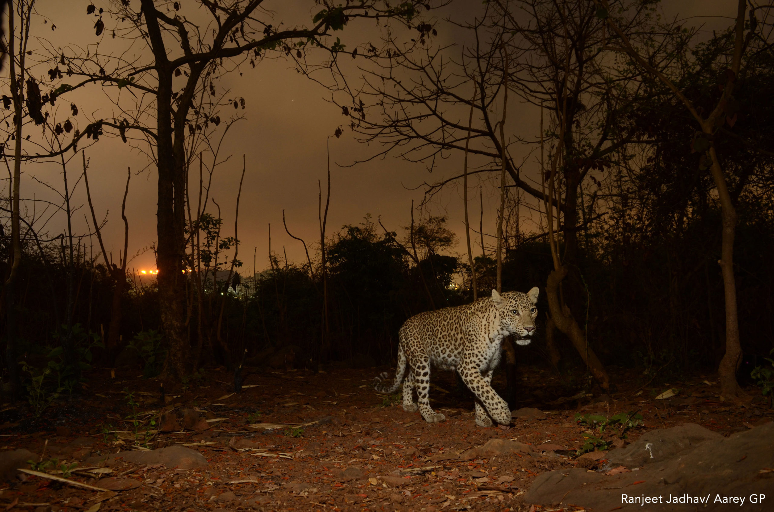 Leopards in the News