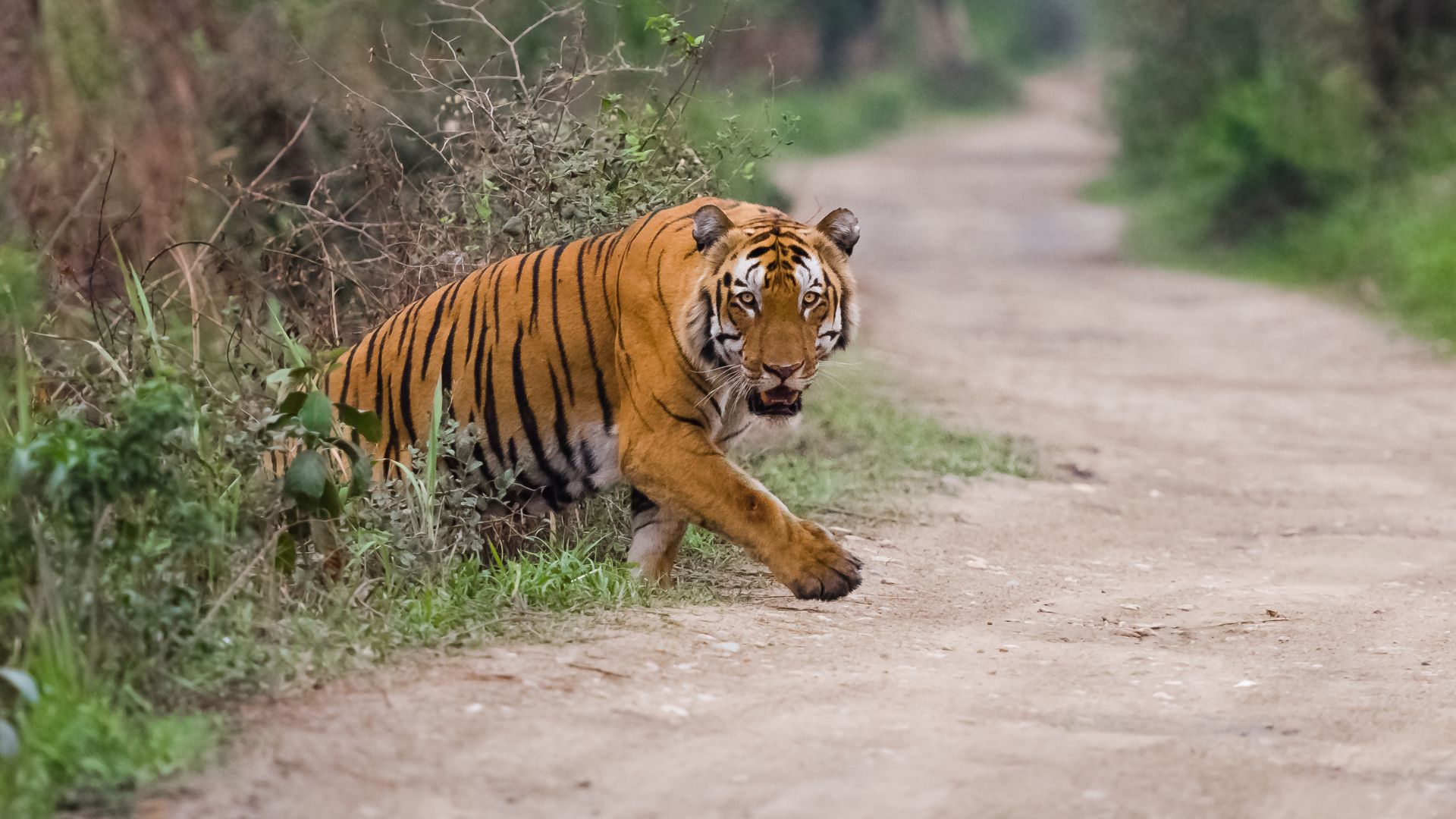 “Understanding the evolutionary history of tigers to identify their subspecies”