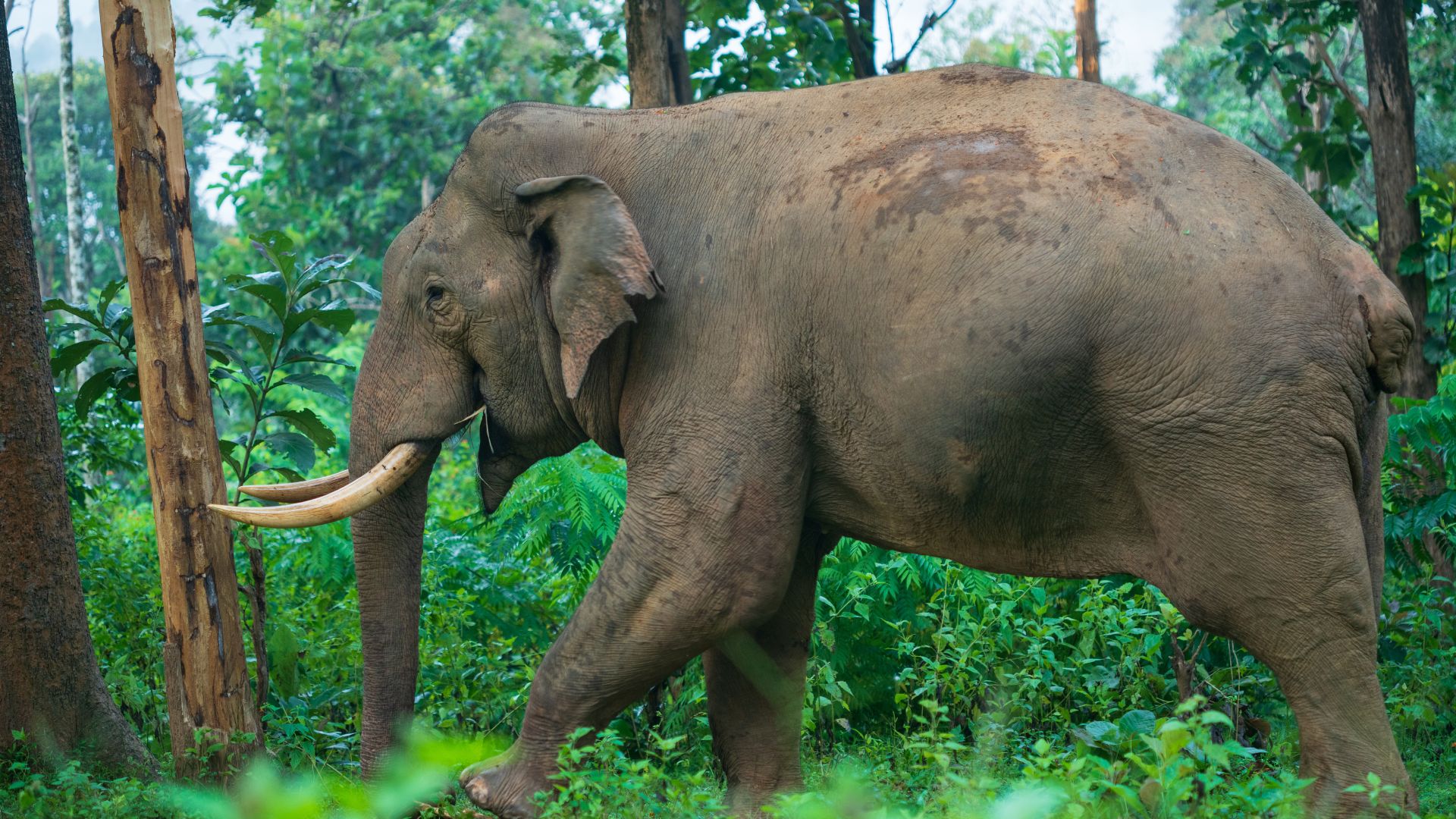 Where Do Elephants Go, When the Rivers Run Low?