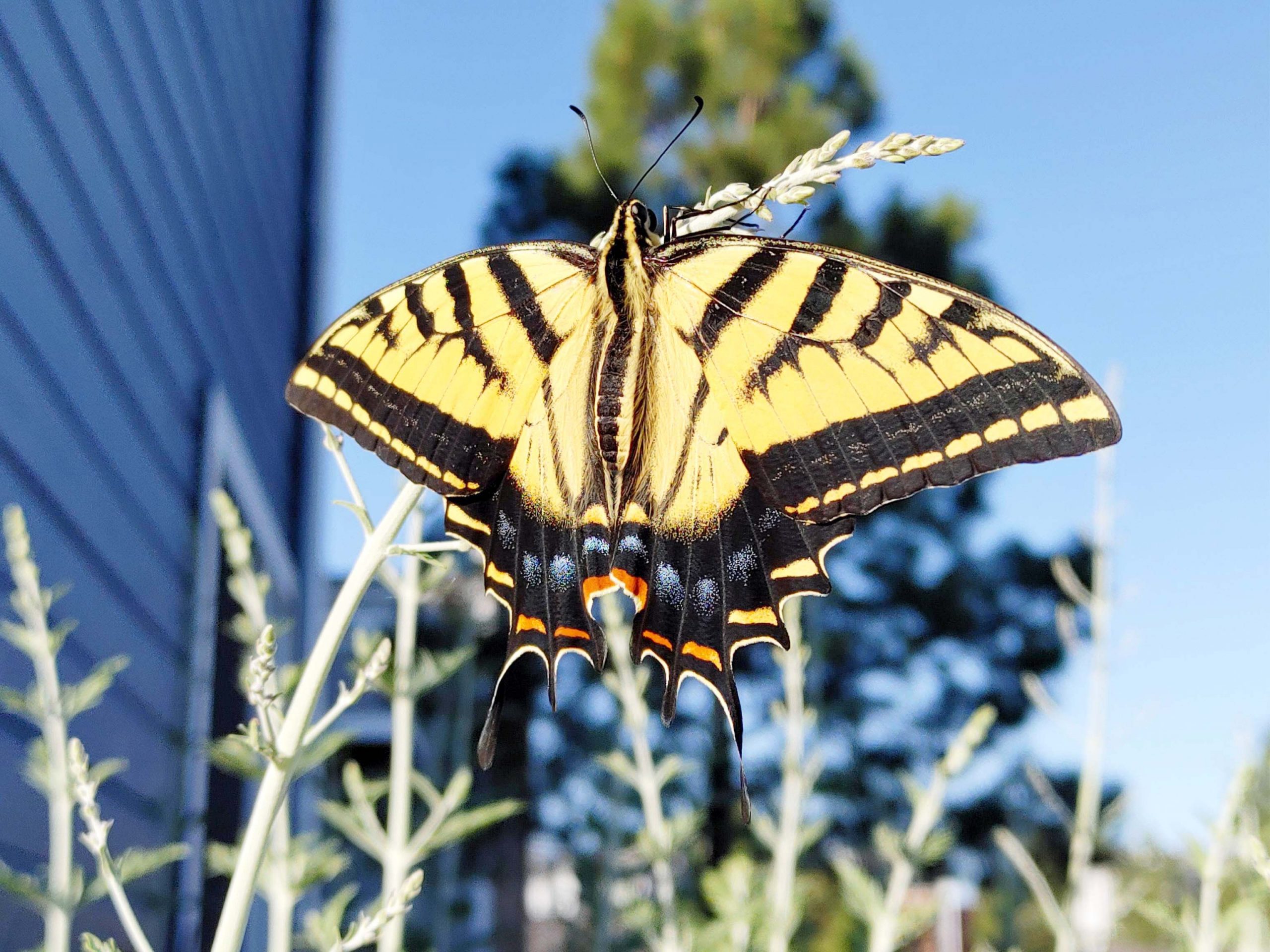 WesternTigerSwallowtail