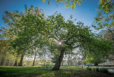 Isaac Newton’s Apple Tree