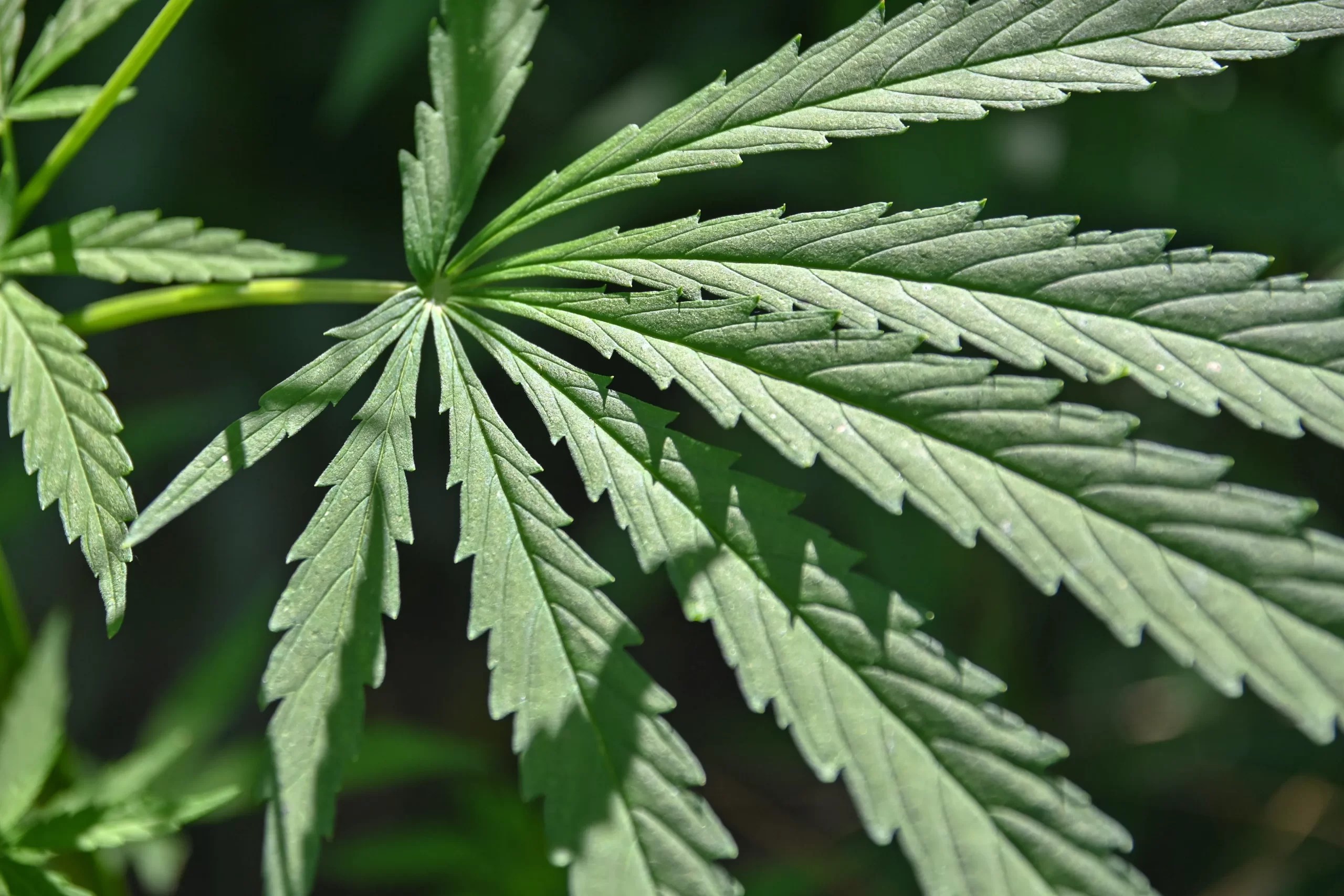 No evidence supports marijuana having "alien DNA" from outside our solar system.