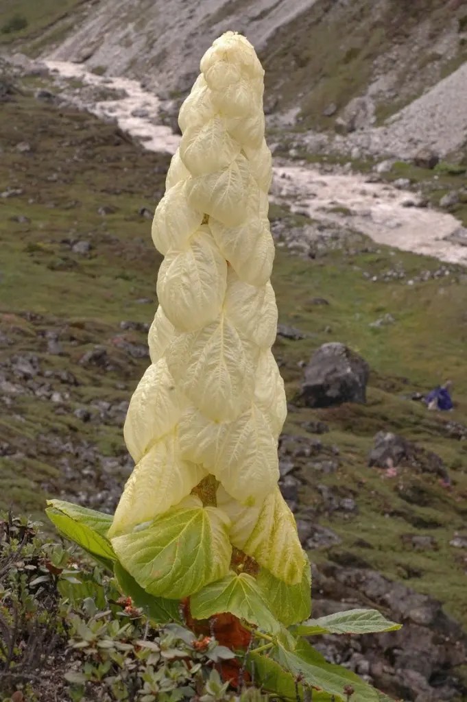 Is the Existence of a 'Pagoda Flower' That Blooms Every 400 Years Supported by Evidence?