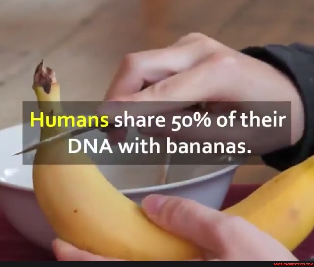 Is it true that humans share 50% of their DNA with bananas?