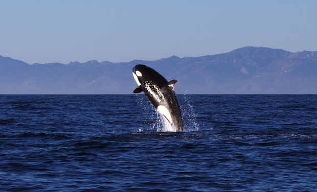 Did a Killer Whale Snatch a Beachgoer?