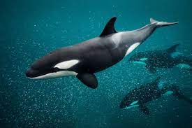 Orcas, commonly known as killer whales, are a species of dolphin.