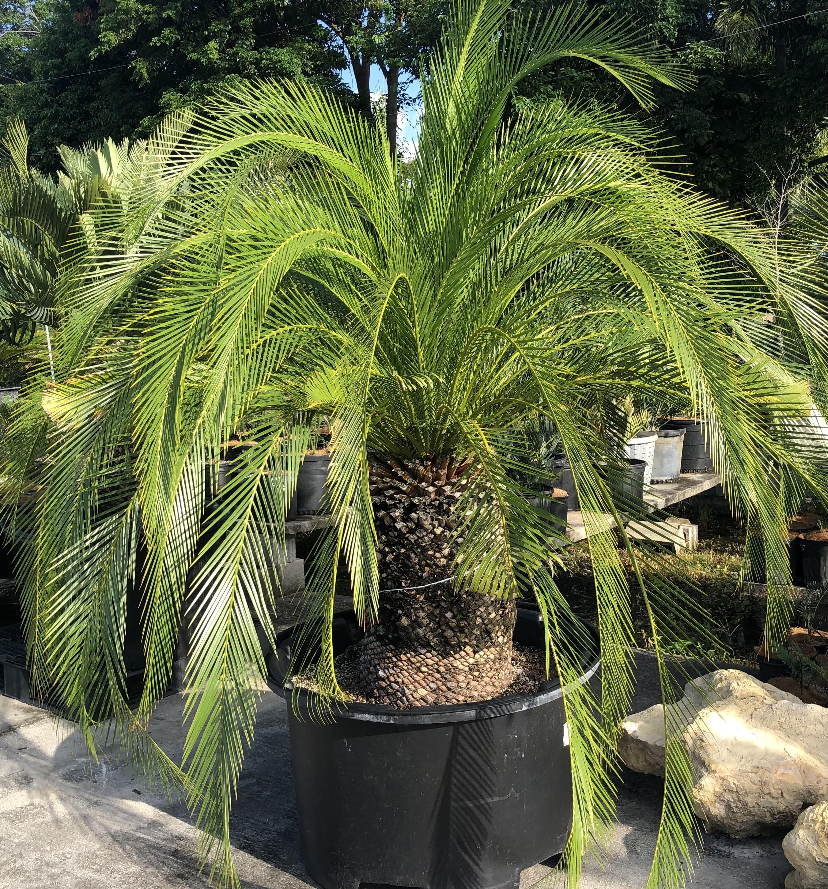 Macrozamia