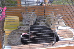Rabbits