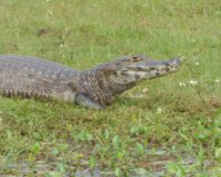 Alligator 2