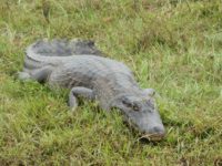 Alligator