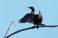 Bird 2