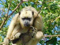 Monkey