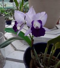 Orchid 2