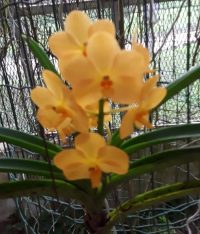 Orchid