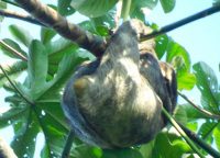 Sloth