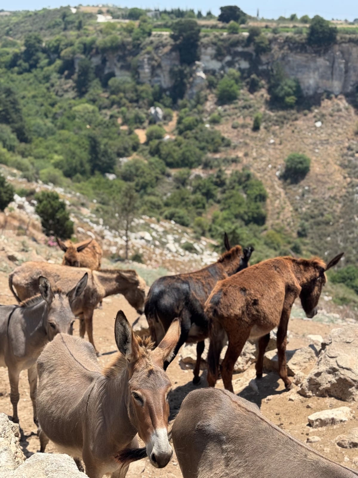 Donkeys at Trakkos Donkey Farm in Paphos, Cyprus