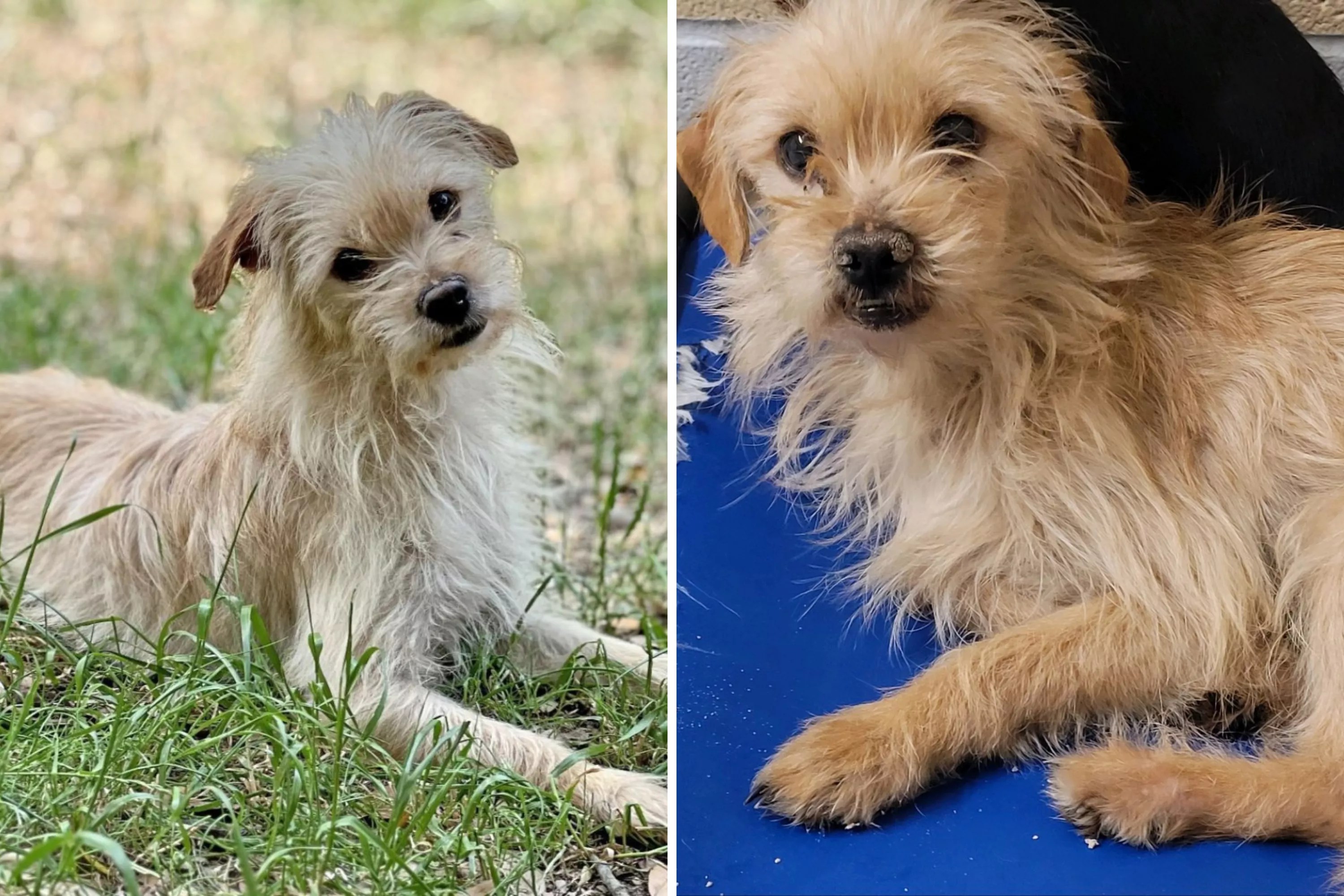 Dog Webp W 1600 H 900 Q 88 F 3f5dcc0fc08d1d343bc8428fe35ffc3c