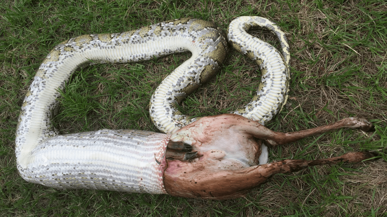 Python Eating Deer - Mountain Backgrounds - Creative 8K Collection