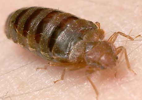 Les Punaises De Lit Inspection Du Nouvel Herpes Domestique Internachi