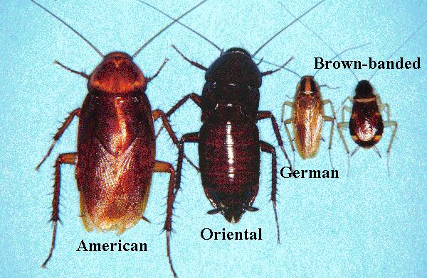 Termite Pest Controls: Cockroach House