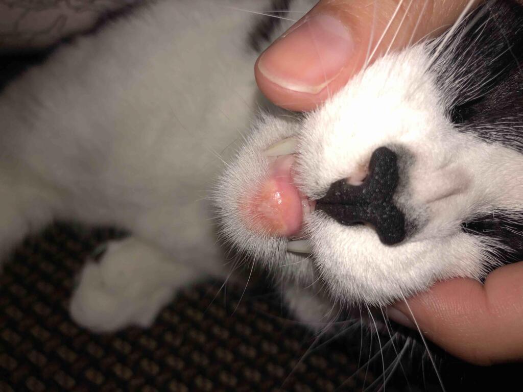 Cats lip swollen and looks infected