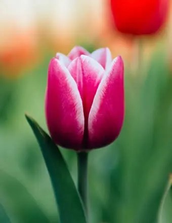 Scanlon funeral homes