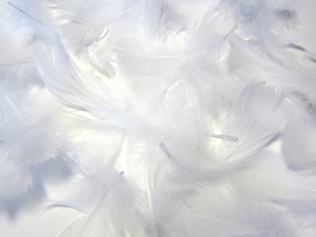 羽毛素材畫像 羽毛 Jack Rabbit