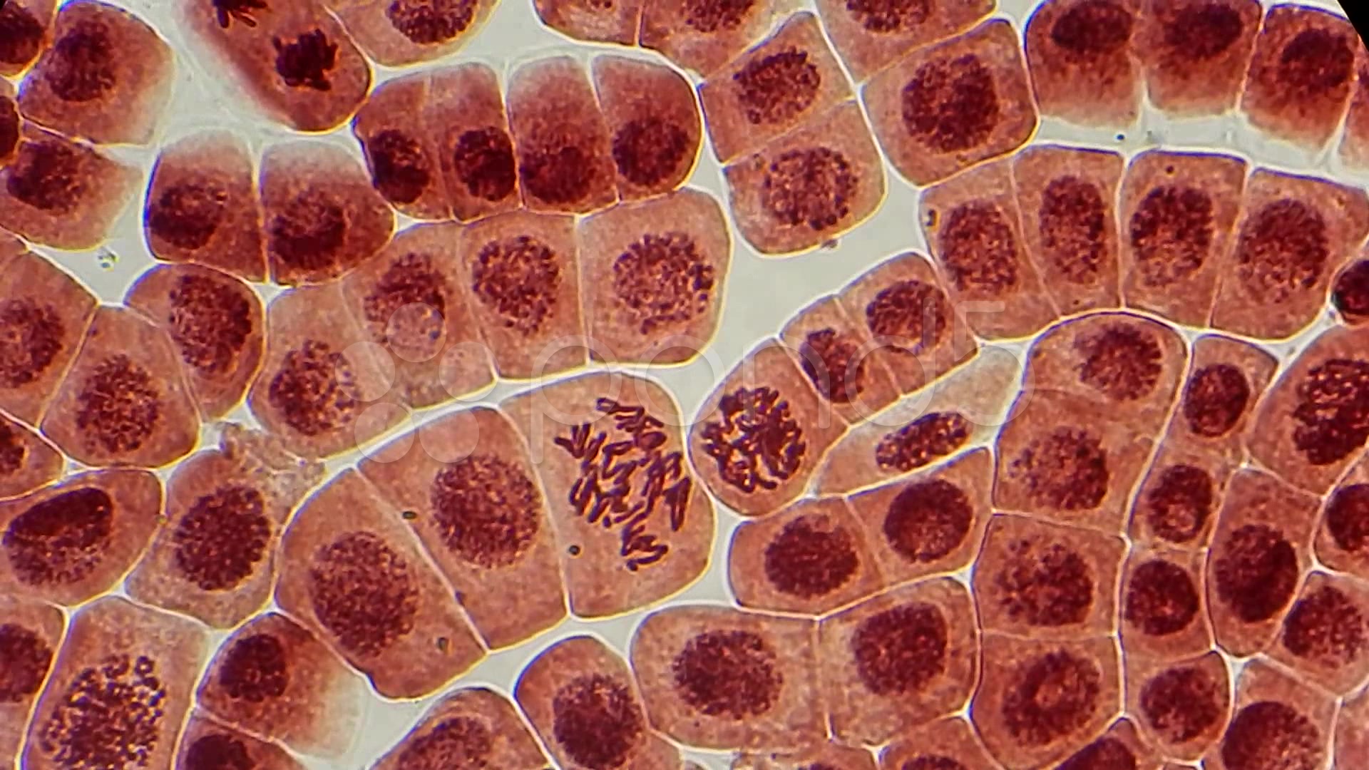 Animal cell under a microscope