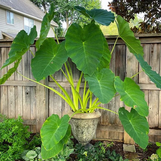 Elephant Ear Plant: A Natural Remedy for Infections and Inflammation (2025)