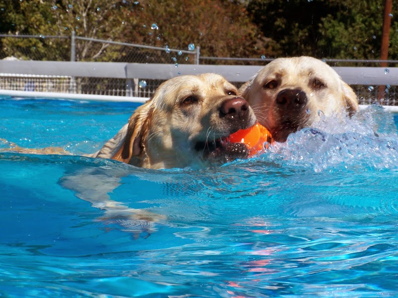 meadowlake pet resort and training center bark reviews on meadowlake pet resort reviews