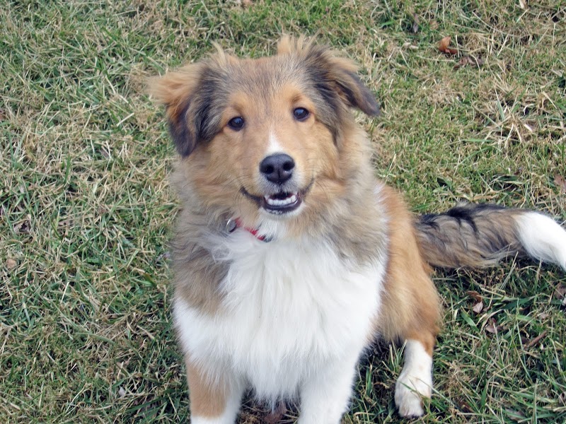 pender pet retreat bark profile and reviews on pender pet retreat reviews