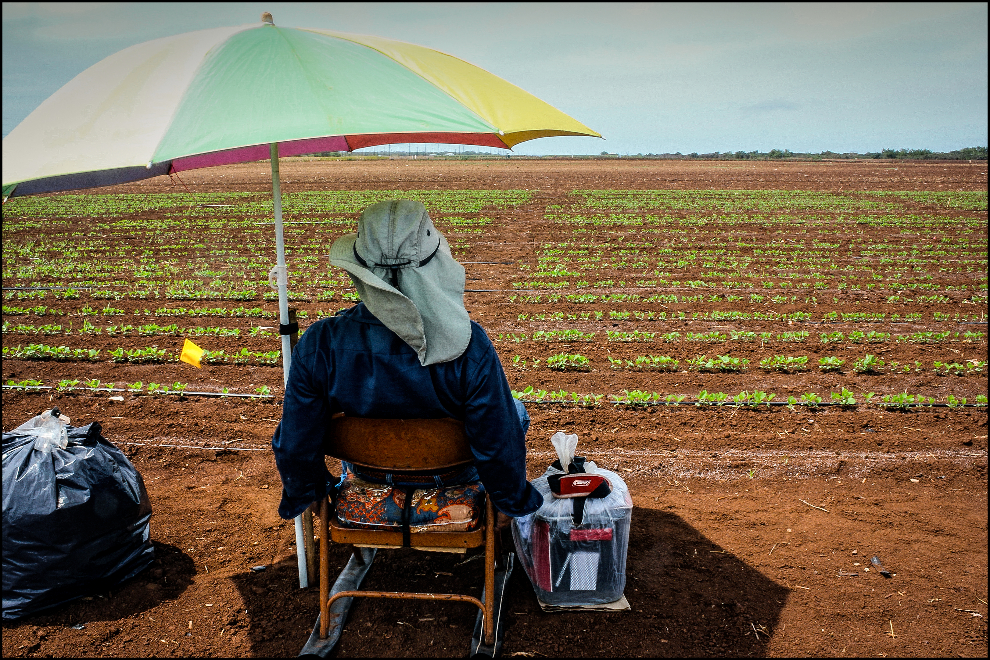 A farmer has 640 acres planted in corn. How Hawaii Fits Into The Changing World Of Seed Corn Production Honolulu Civil Beat