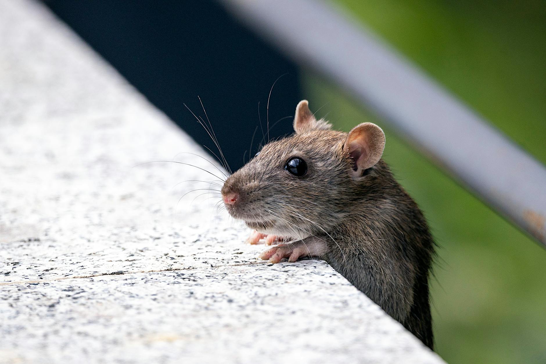 close up of mouse
