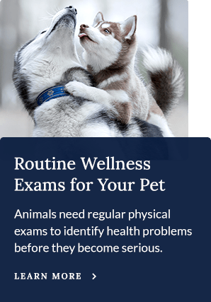 Meet the animal general vets in edgewater, new jersey