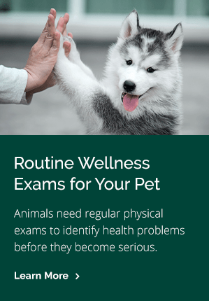 Animal health services longview wa