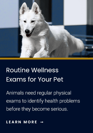 Career opportunities