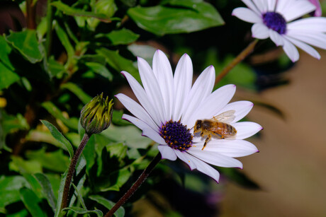 FSANZ requires touch upon native Australian honey