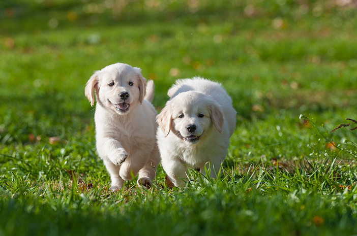 Mengutip dari leaf.tv dan the spruce eats, kita bisa cari tahu bagaimana menyimpan rosemary segar dengan tepat agar tidak mudah busuk. Ketahui Cara Merawat Anak Anjing Labrador Retriever