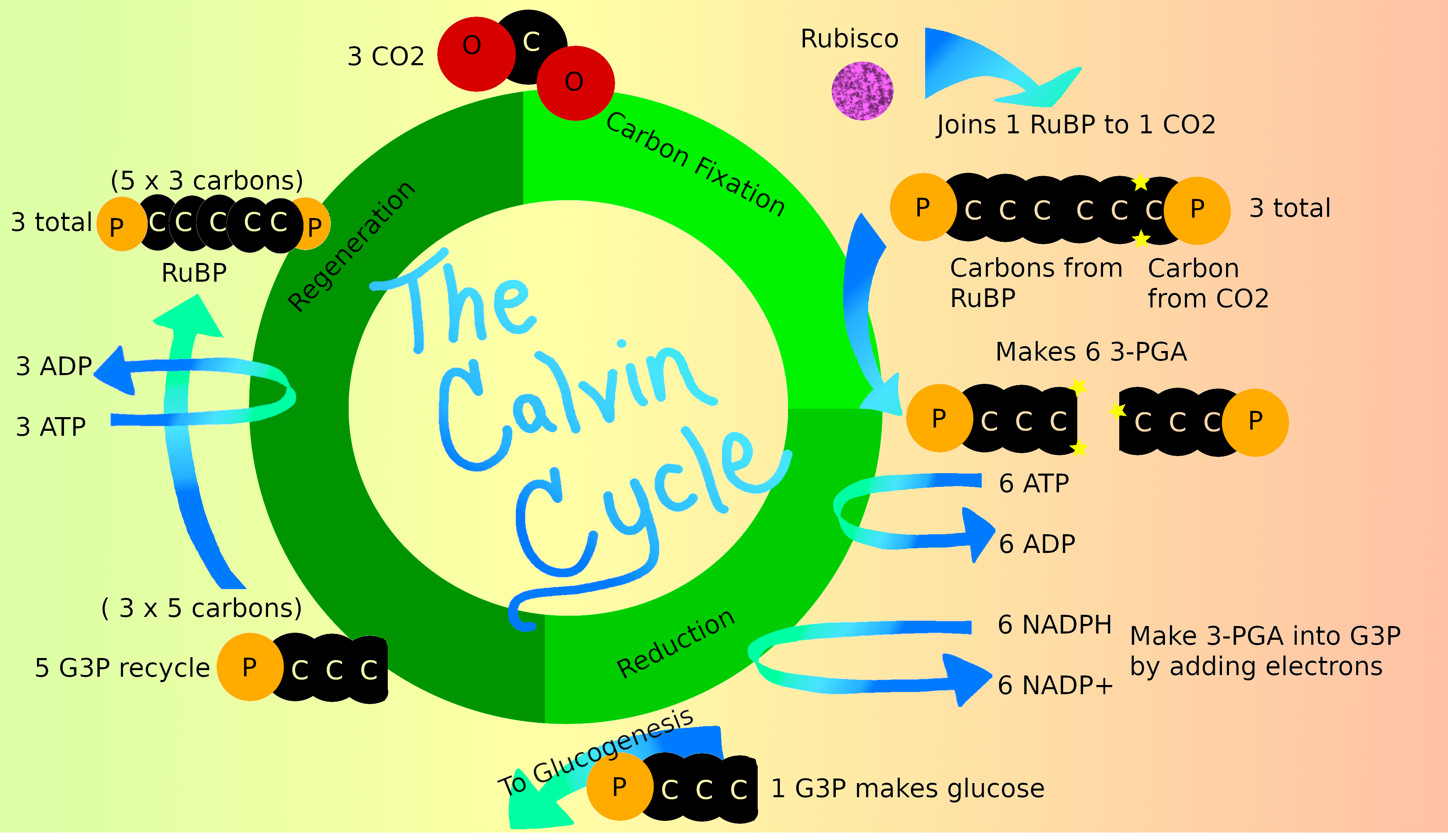 Does Phase II of Photosynthesis Occur in the Stroma?