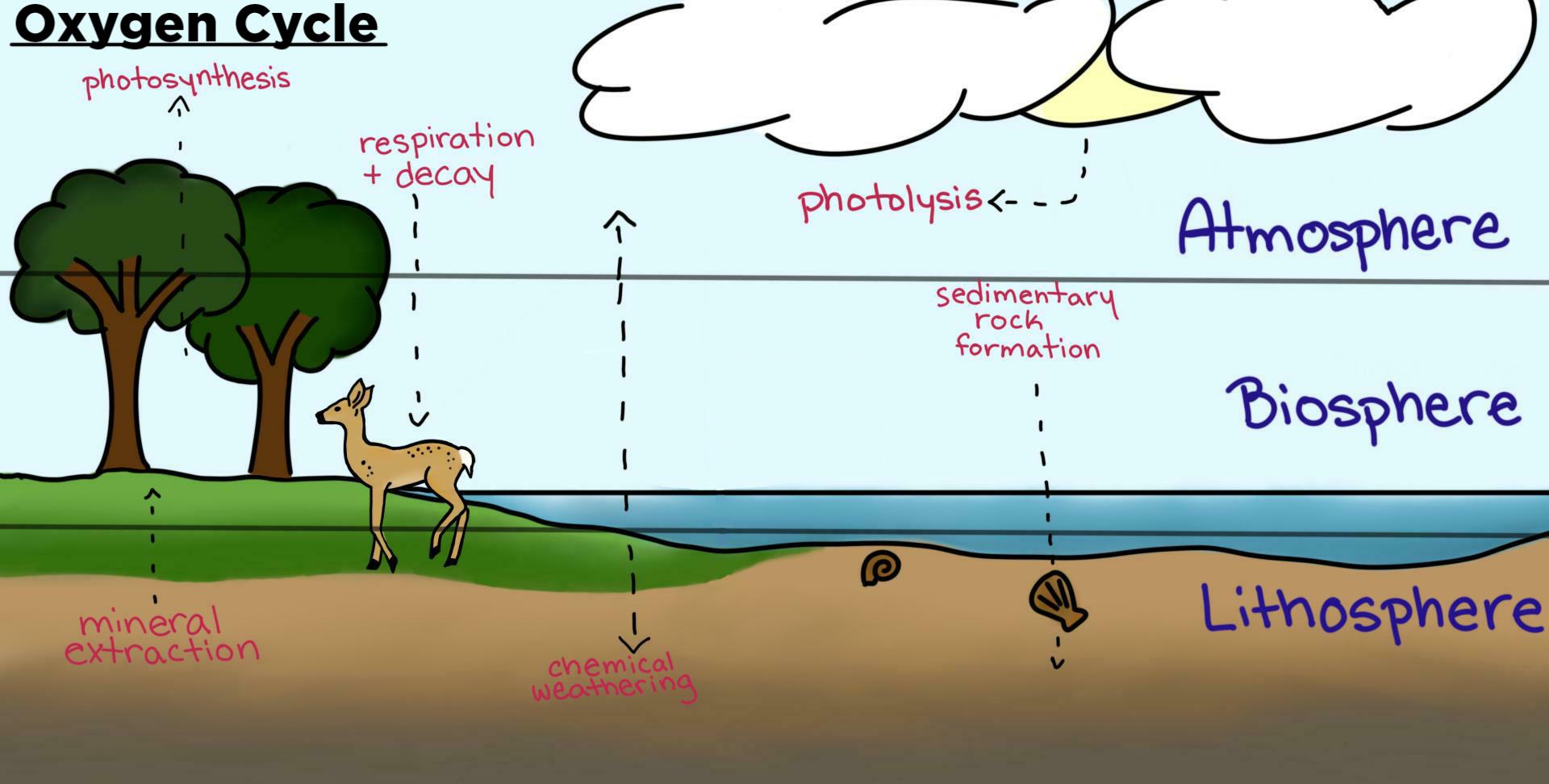 Phosphorus Cycle Wikipedia