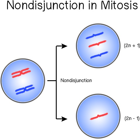 Nondisjunction in meiosis