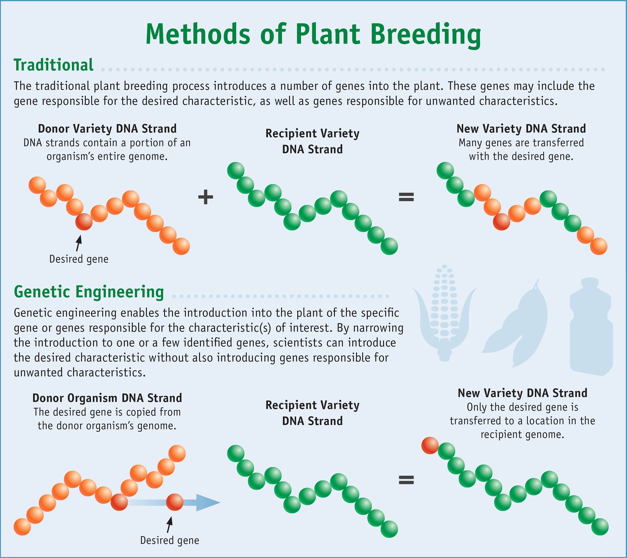 Heredity is the passing of genetic information and traits (such as eye color and an increased chance of getting a certain . What Is Genetic Engineering Definition Examples Expii