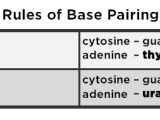 Base Pairing Rules Definition