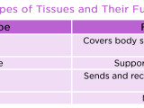 Connective Tissue Types Examples And Functions